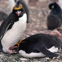 Macaroni Penguin