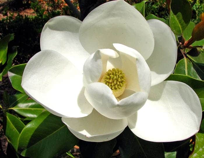 Magnolia