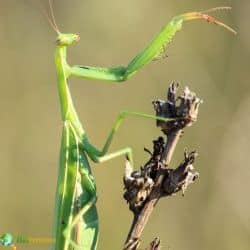 Mantodea