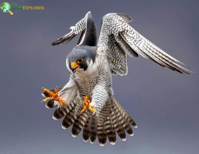 Peregrine Falcon