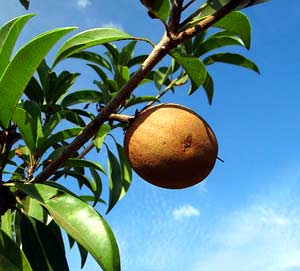 Sapodilla