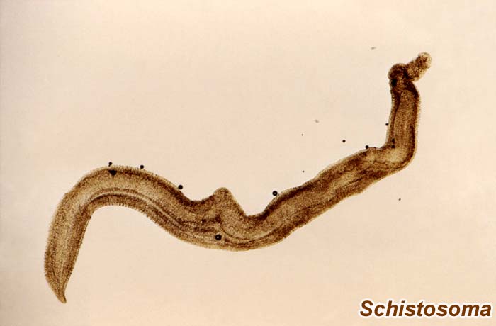 Schistosoma Genus