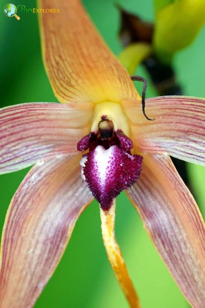 Spiny-lipped Bulbophyllum