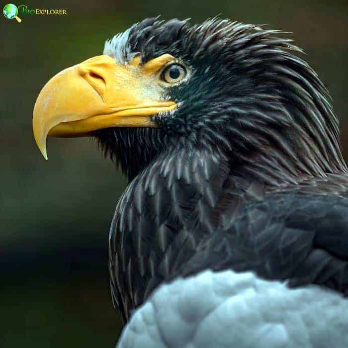 Steller's Sea Eagle