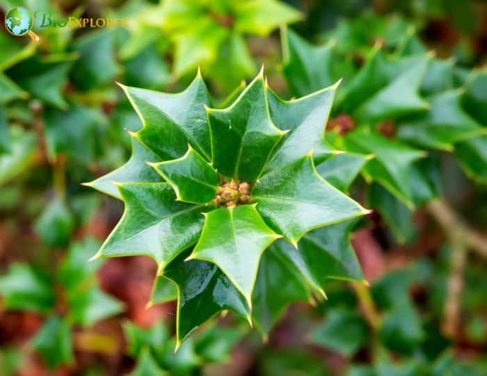 Tarajo Holly (Ilex Latifolia)