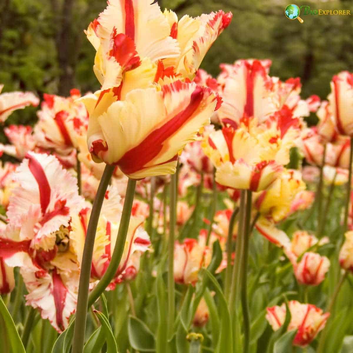 Tulipa Estella Rijnveld