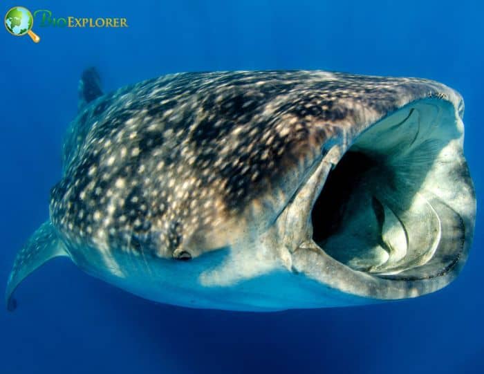 Whale Shark