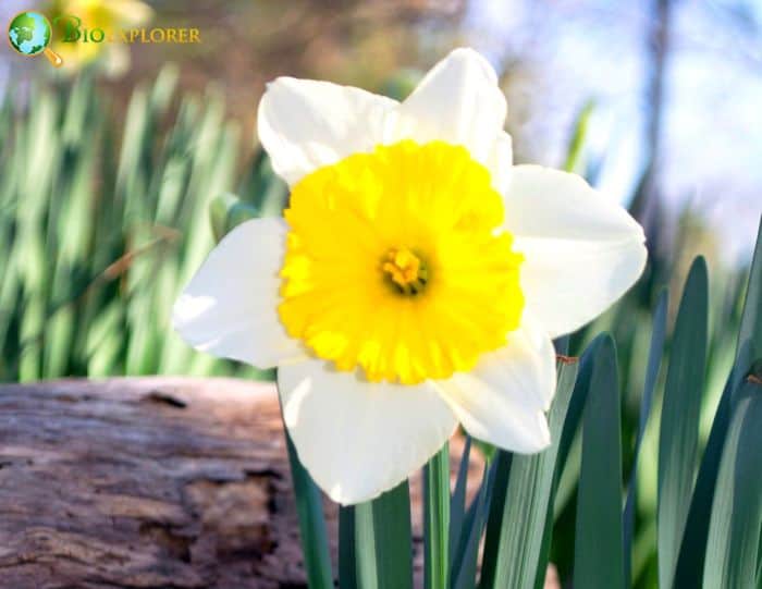 Wild Daffodil