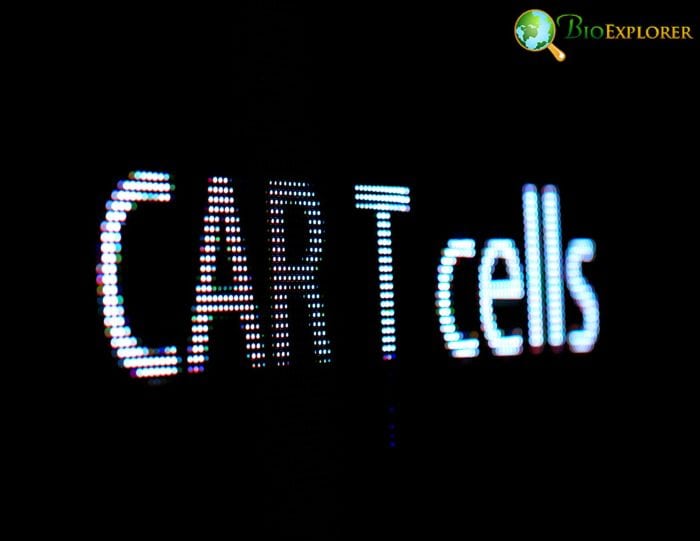 Antigen Receptors