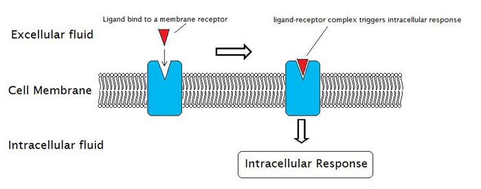 Cell Signalling