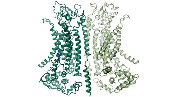 Chloride Channel Structure