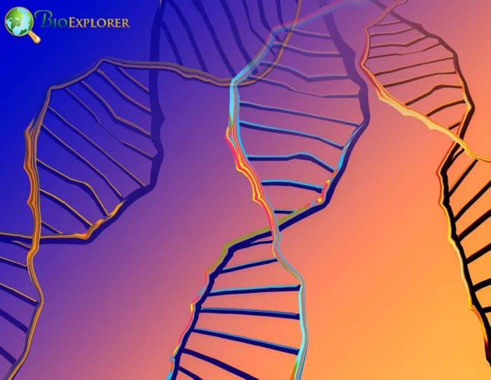 Genomic Structure