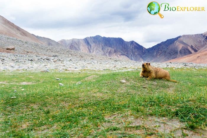 Himalayan Marmot