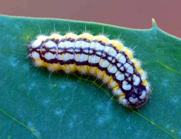 Laurelcherry smoky moth caterpillar