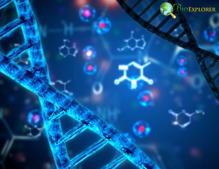 Nucleic Acids