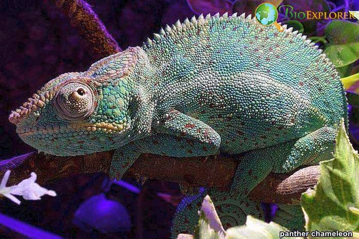 Panther Chameleon