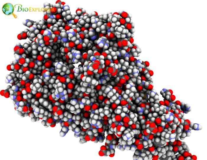 Protein Kinase C (PKC)