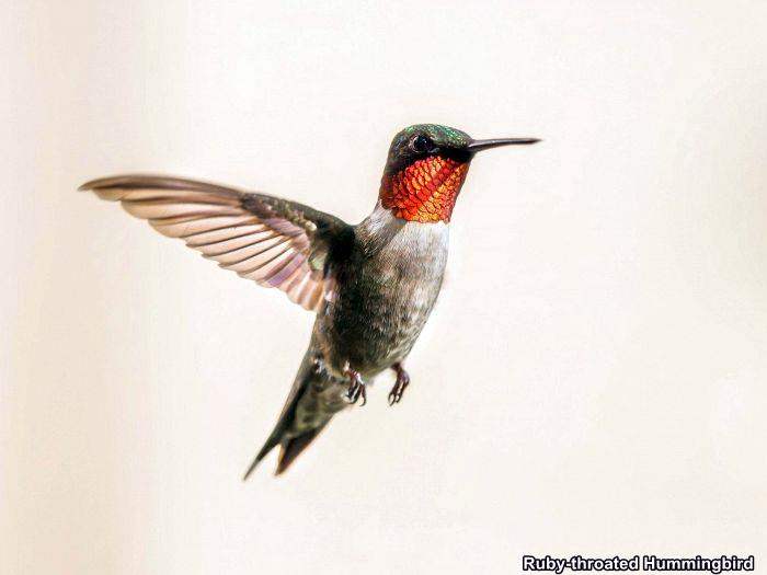 Ruby-Throated Hummingbird