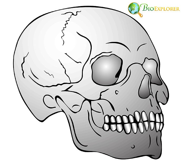 Skull Development