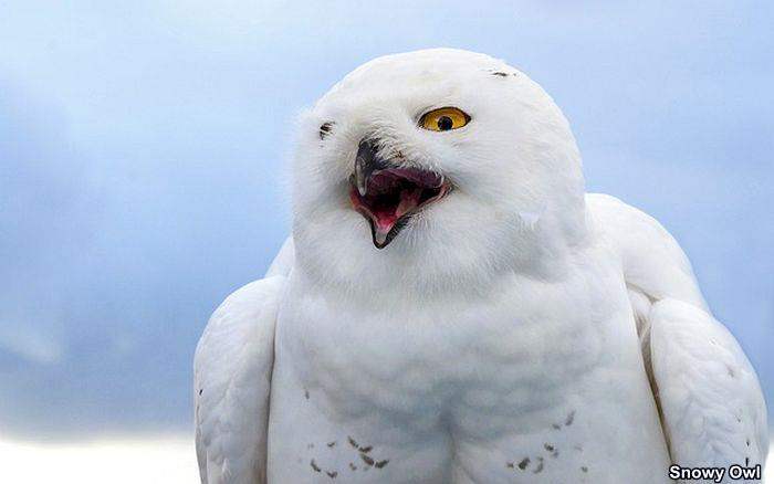 Snowy Owl