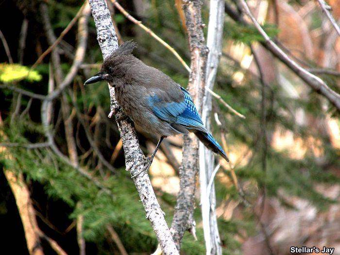 Stellar's Jay