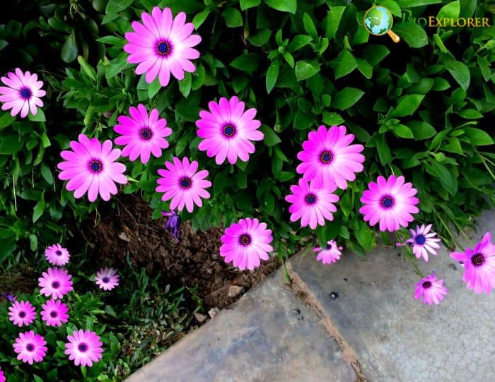 Asteraceae Species