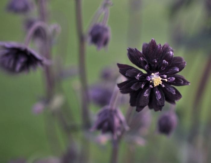 Black Barlow Columbine