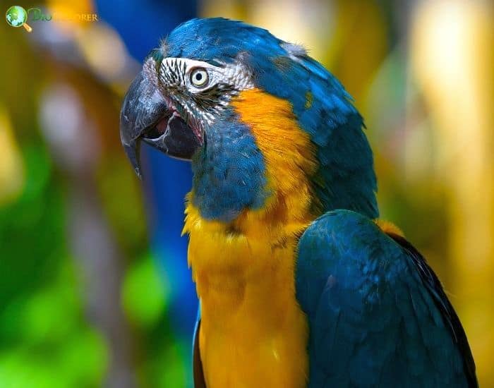 Blue Throated Macaw