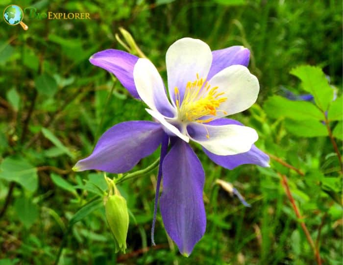 Colorado Blue Columbine