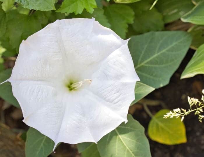 Moonflower