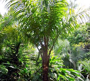 Murumuru Palm Tree