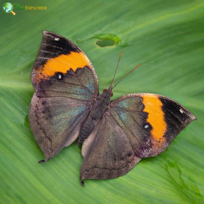 Orange Oakleaf Butterfly