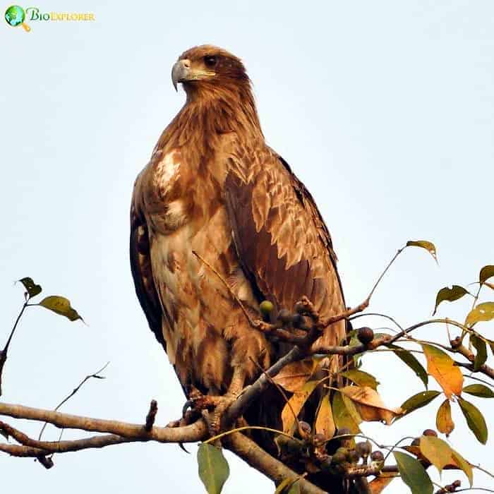 Pallas's Fish Eagle