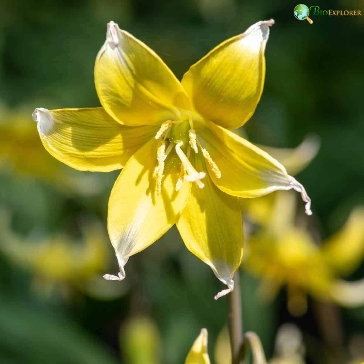 Tulipa Urumiensis