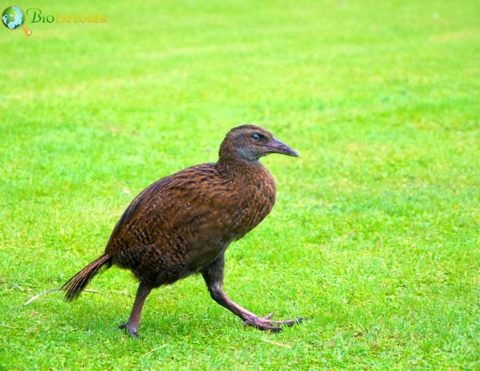 Weka