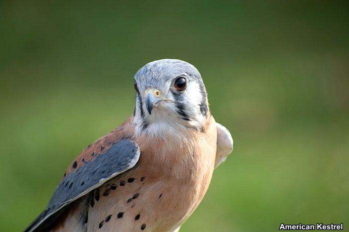 American Kestrel