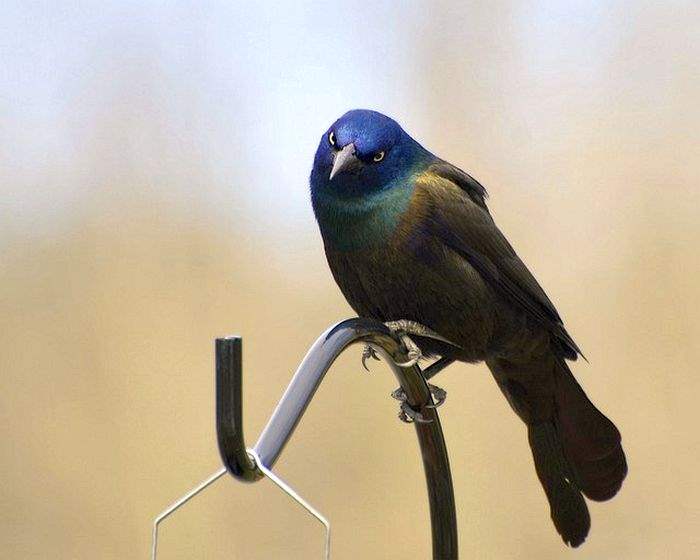 Common Grackle