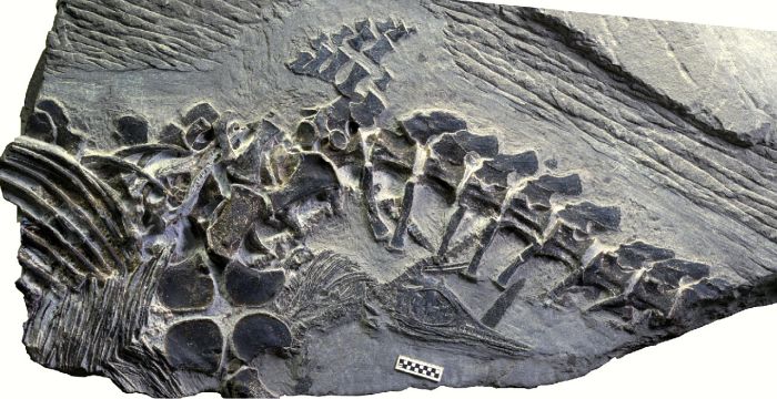 Ichtyosaur Giving Birth Fossils