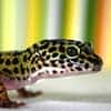 Leopard Gecko