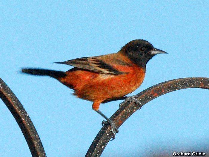 Ochard Oriole