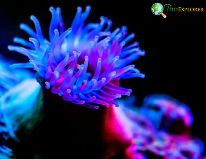 Sea Anemones