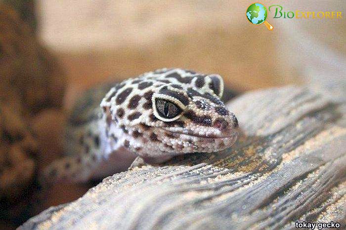 Tokay Gecko