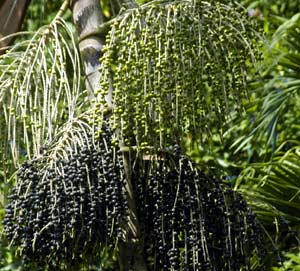 Acai Palm Tree