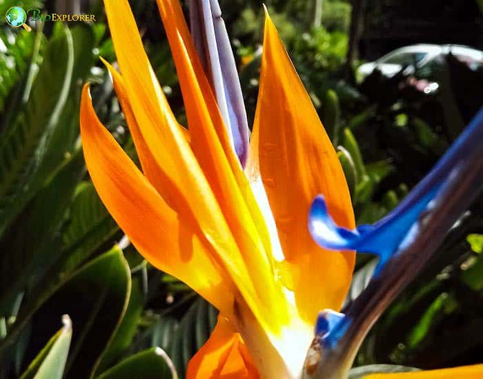 Bird Of Paradise Strelit