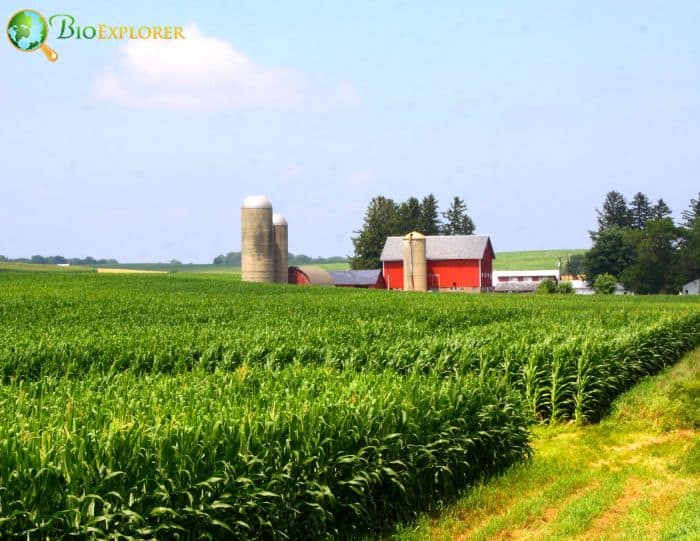 Corn Production