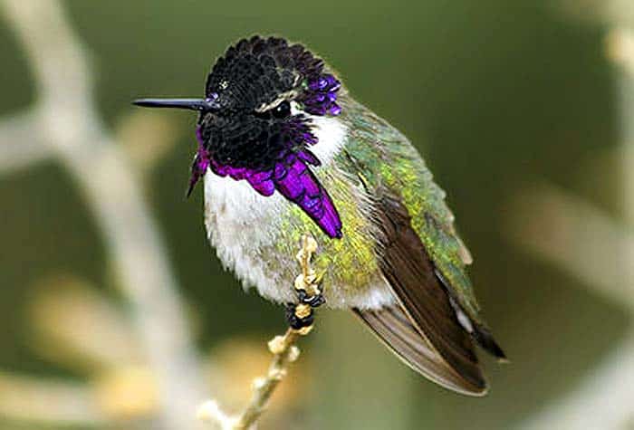 Costa's Hummingbird