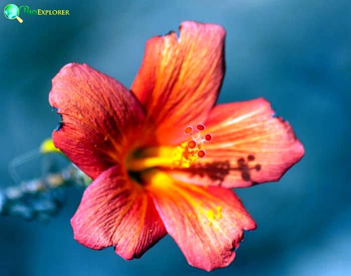 Dwarf Red Hibiscus (Hibiscus Boryanus)