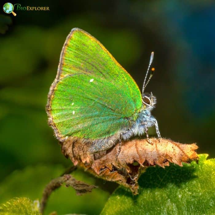 Green Hairstreak