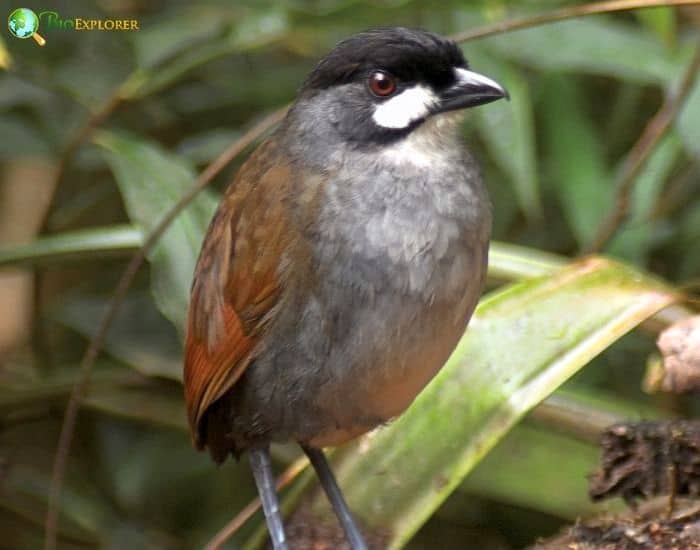 Jocotoco Antpitta