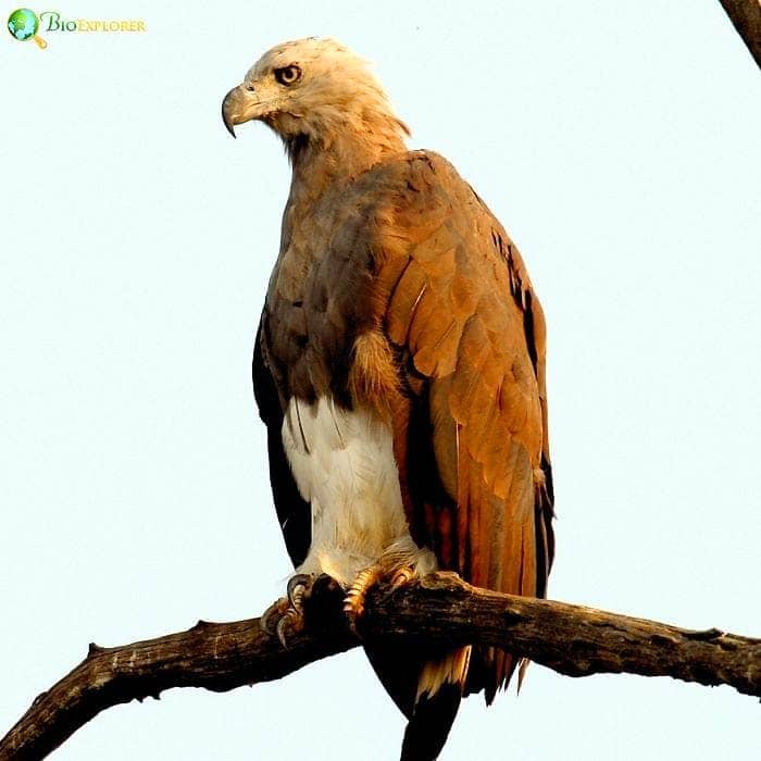 Lesser Fish Eagle